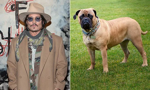 Johnny Depp's 'new rescue dog mauls two sheep to death near Hollywood  star's rental mansion in the UK after breaking free during countryside  walk' | Daily Mail Online