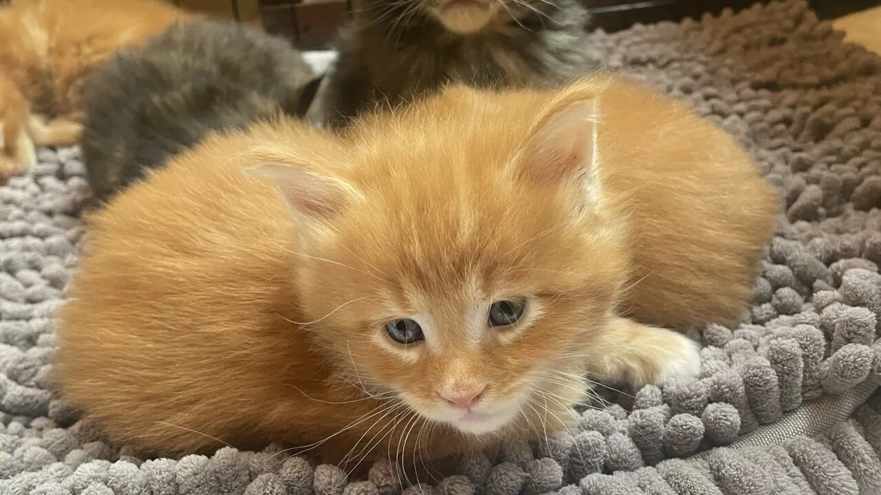 Pet adoption warning: Signs that a cute puppy or kitten may be fake