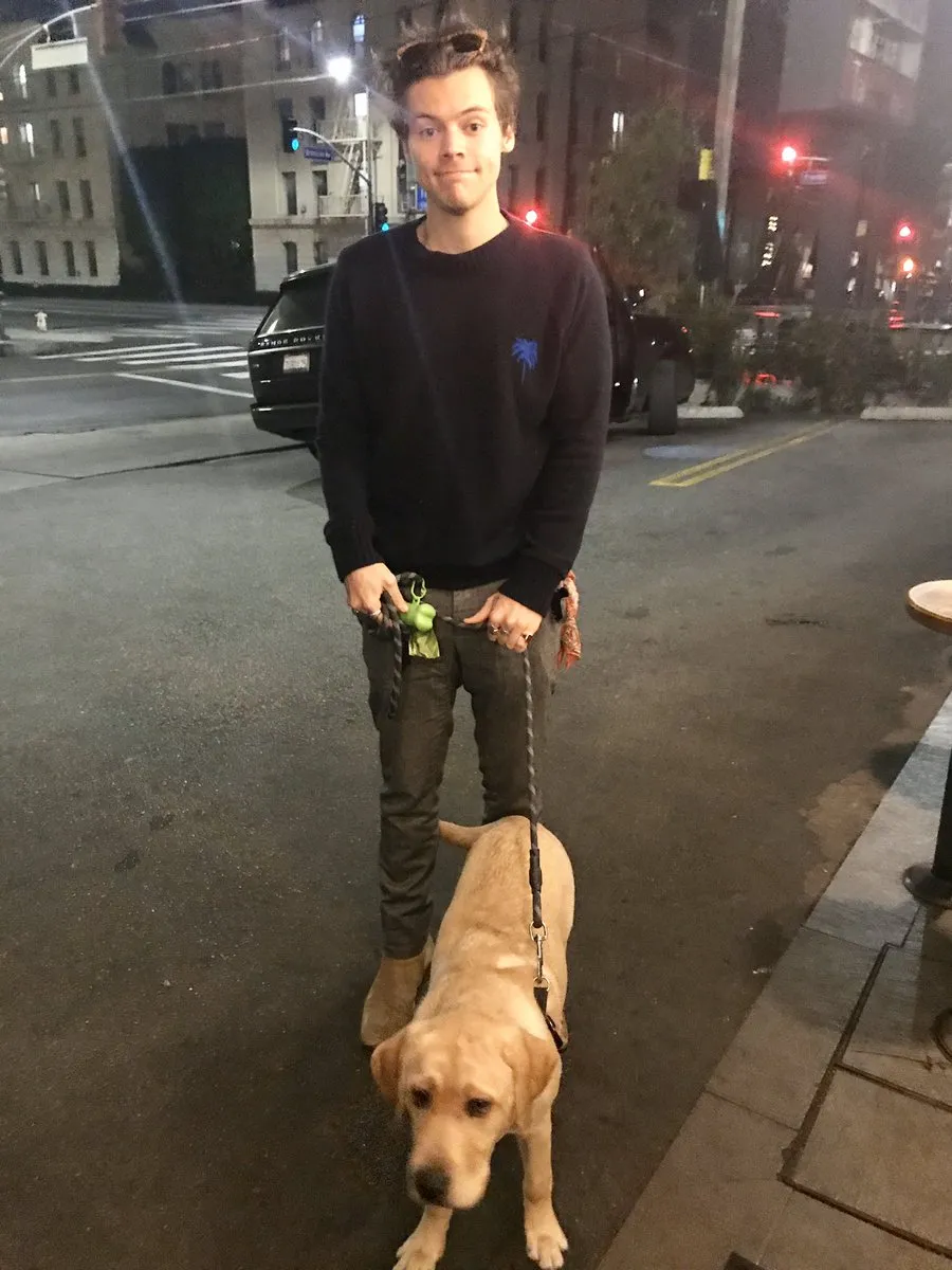 Rory Carroll on X: "@yusufyuie I was outside a restaurant in Hollywood  trying to pick up my take out order but couldn't go in because I was with  my puppy. Harry Styles