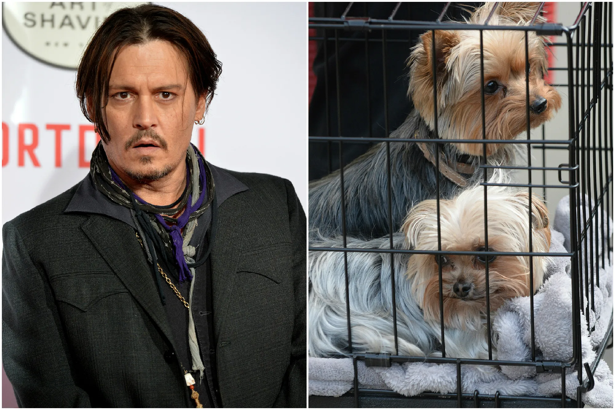 What Johnny Depp wishes he had known before taking his dogs to Australia